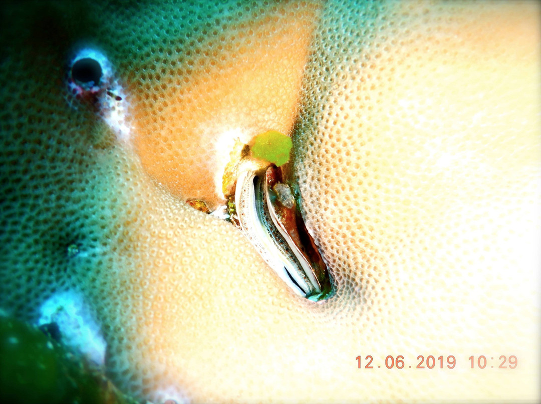 Limangu Diving Centre景点图片