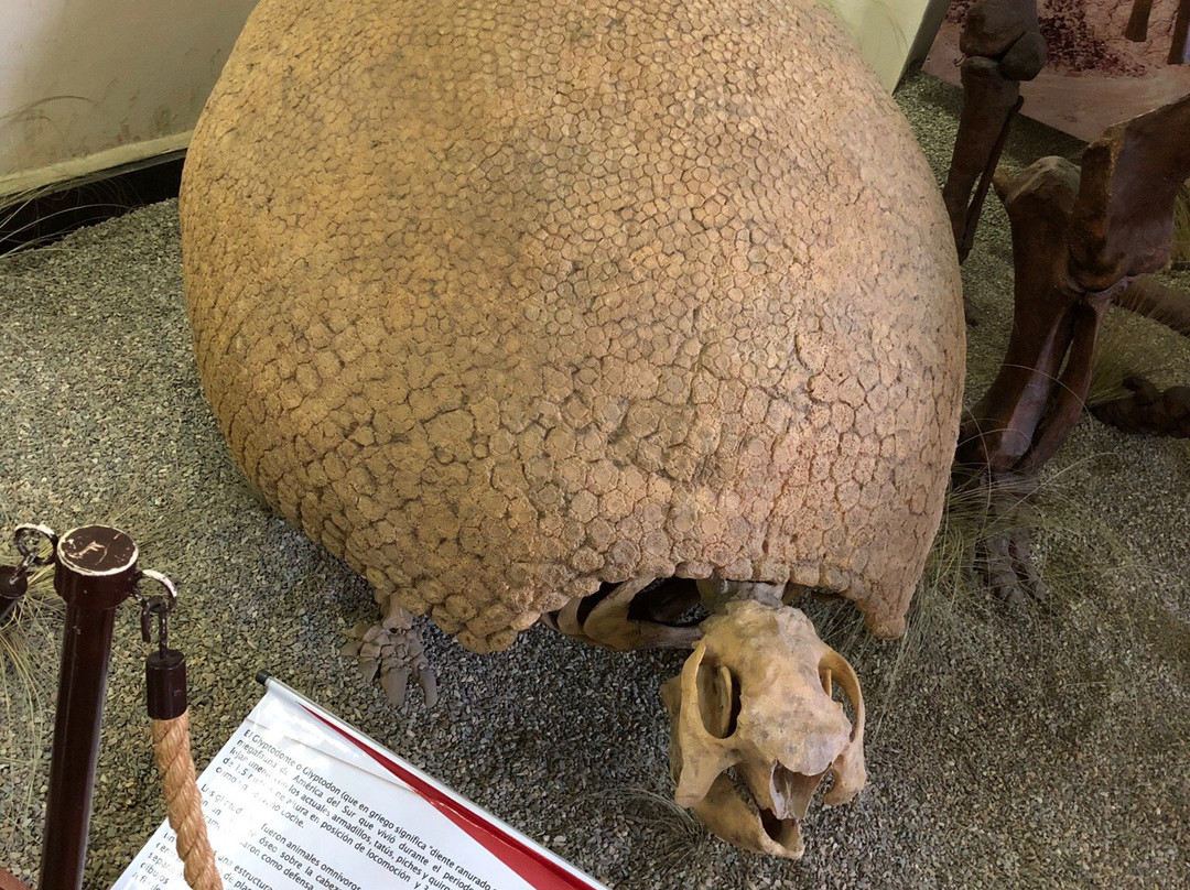 Museo Paleontologico y Arqueologico-塔里哈必去景点