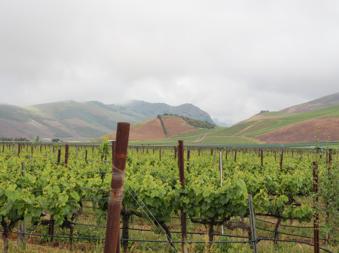 Bien Nacido Vineyards-圣玛丽亚必去景点