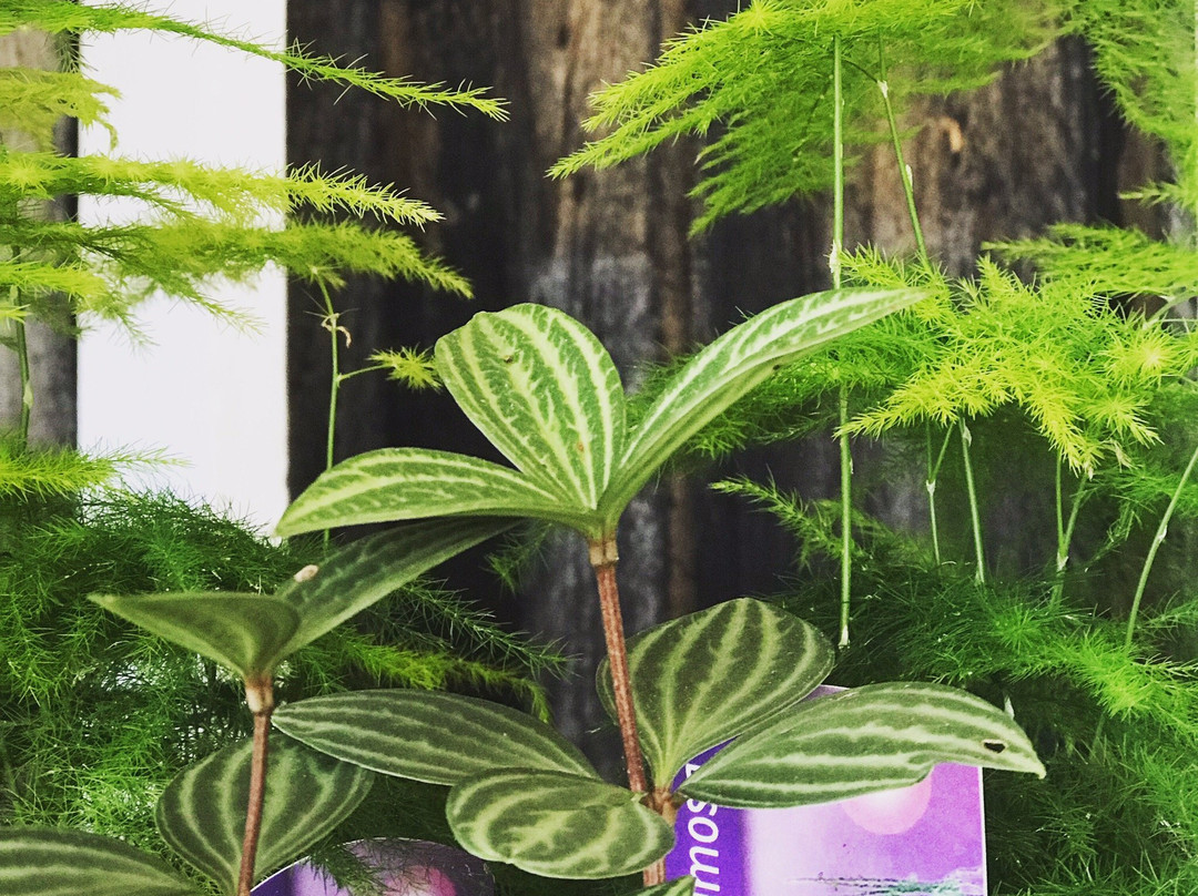 Chestnut Street Mini Mall-Berea必去景点