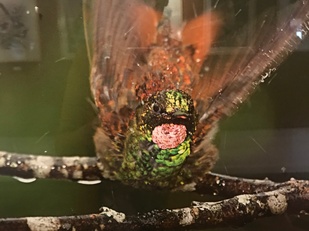 Regional Fauna and Flora Museum-Itatiaia必去景点