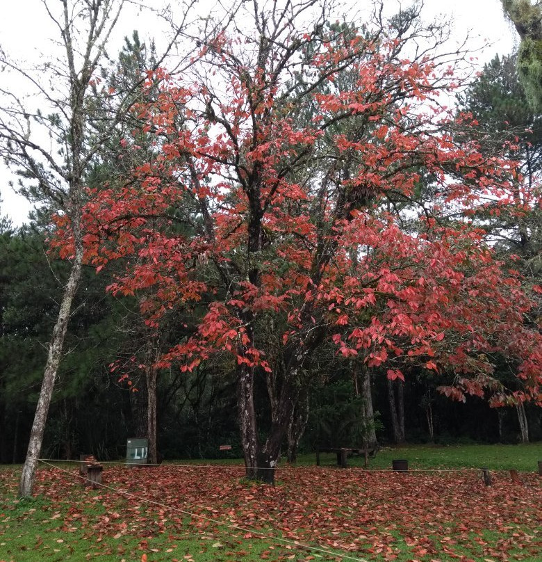 Seledon Turismo & Treinamento-Timbo必去景点