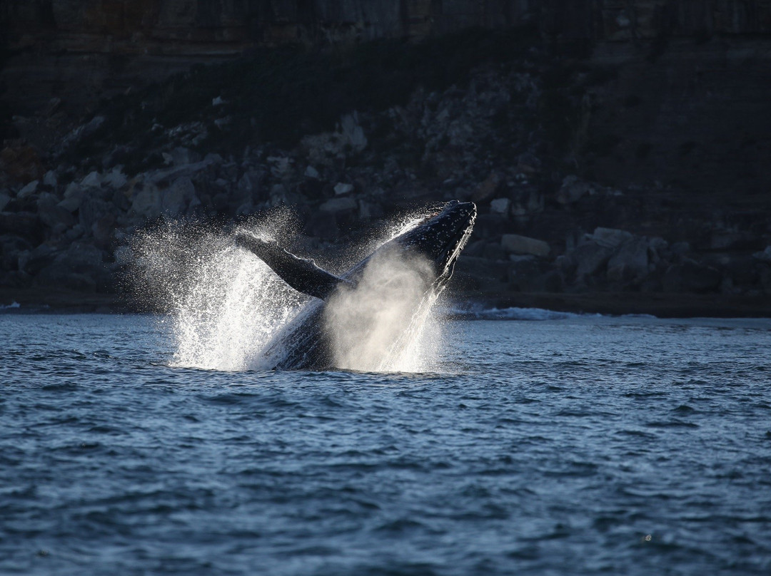 鲸观悉尼景点图片