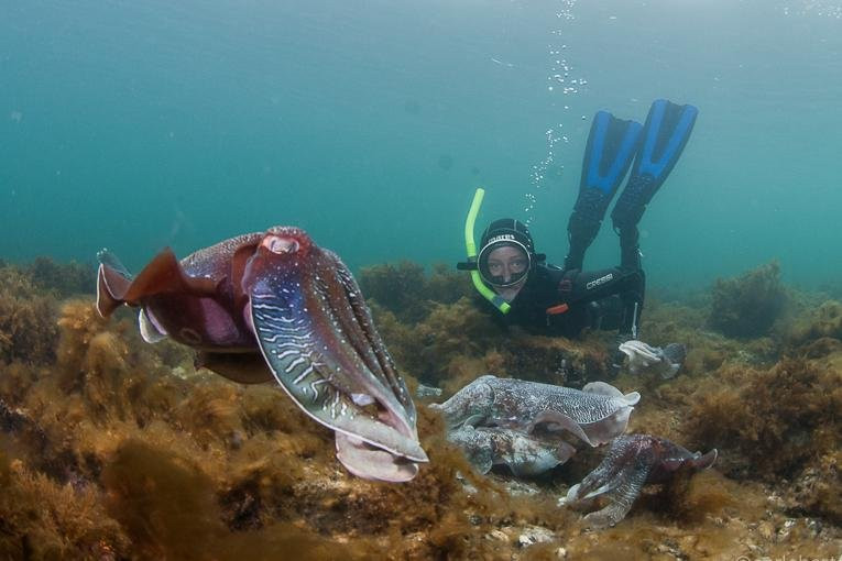 EMS - Experiencing Marine Sanctuaries景点图片