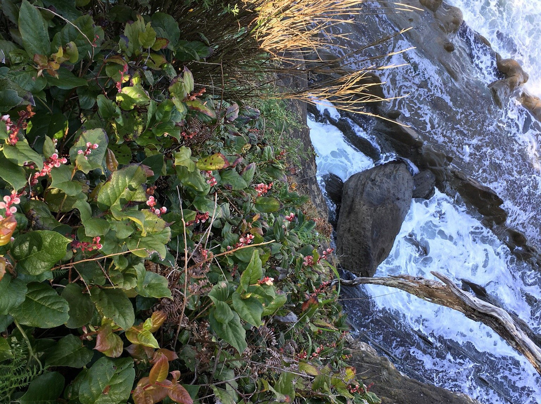 Cape Arago Lighthouse-Charleston必去景点