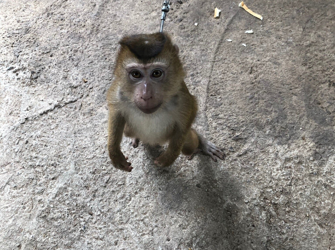 Samui Monkey Centre景点图片