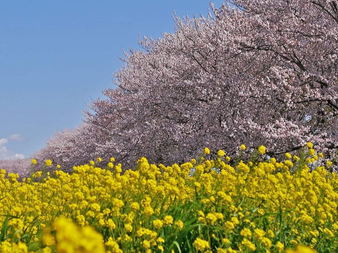 Sakuratsutsumi Park-吉见町必去景点