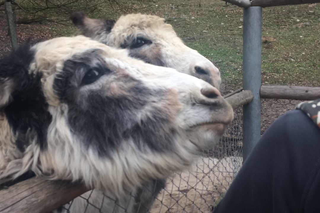 Bretten Tierpark景点图片