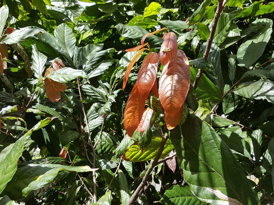 Maui Chocolate & Coffee Tours-库拉必去景点