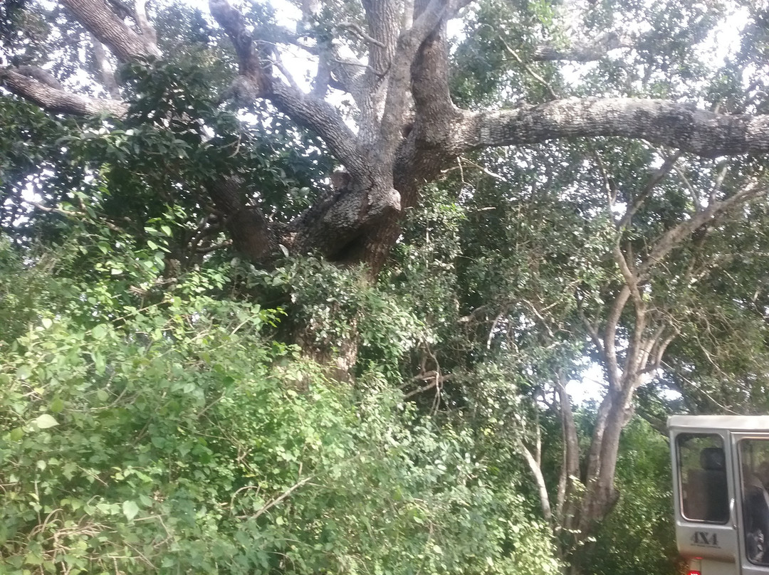 Hema Safari-蒂瑟默哈拉默必去景点