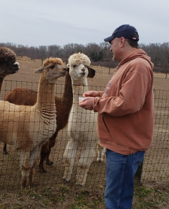 Bay Springs Farm Alpacas景点图片