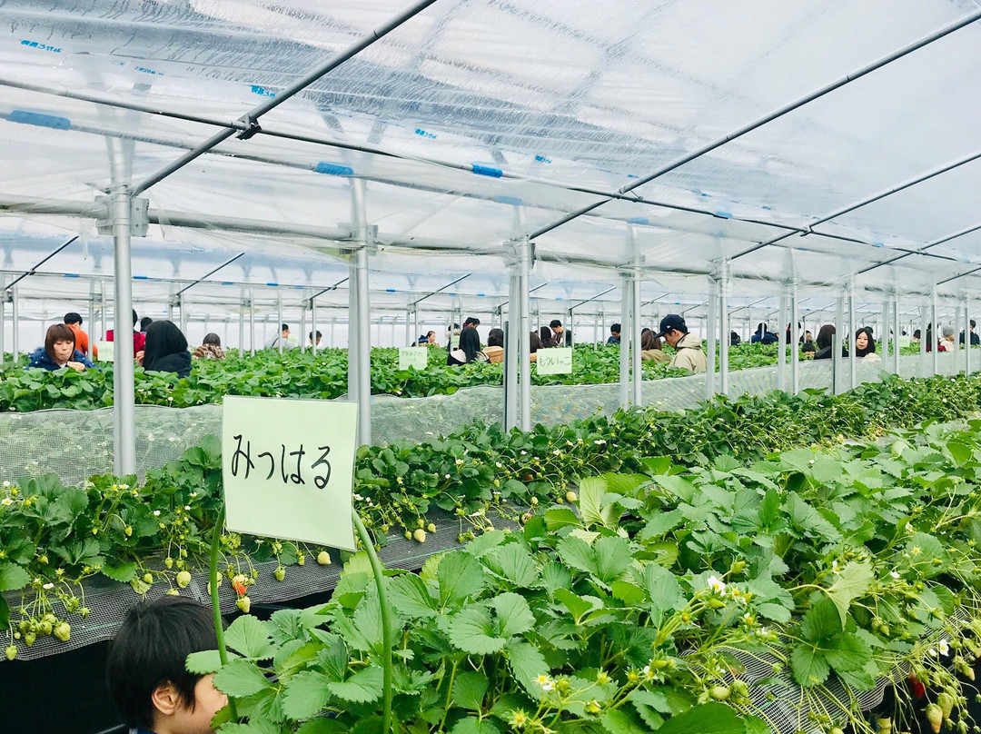 Aiba Strawberry Farm-山武市必去景点