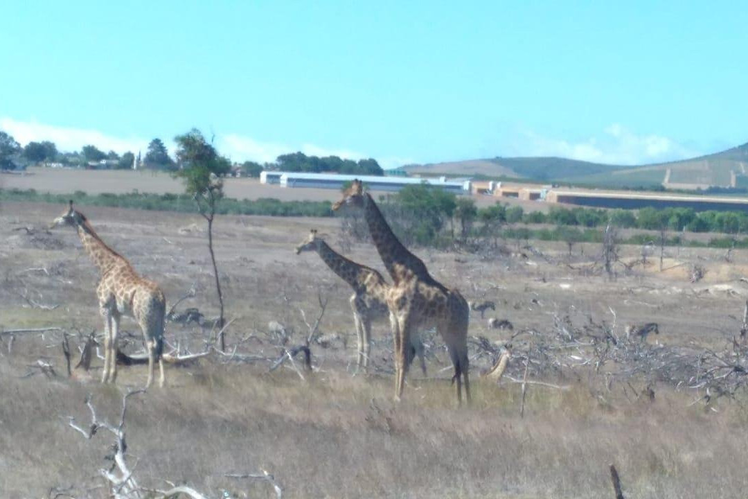 Picturesque Tours-Goodwood必去景点