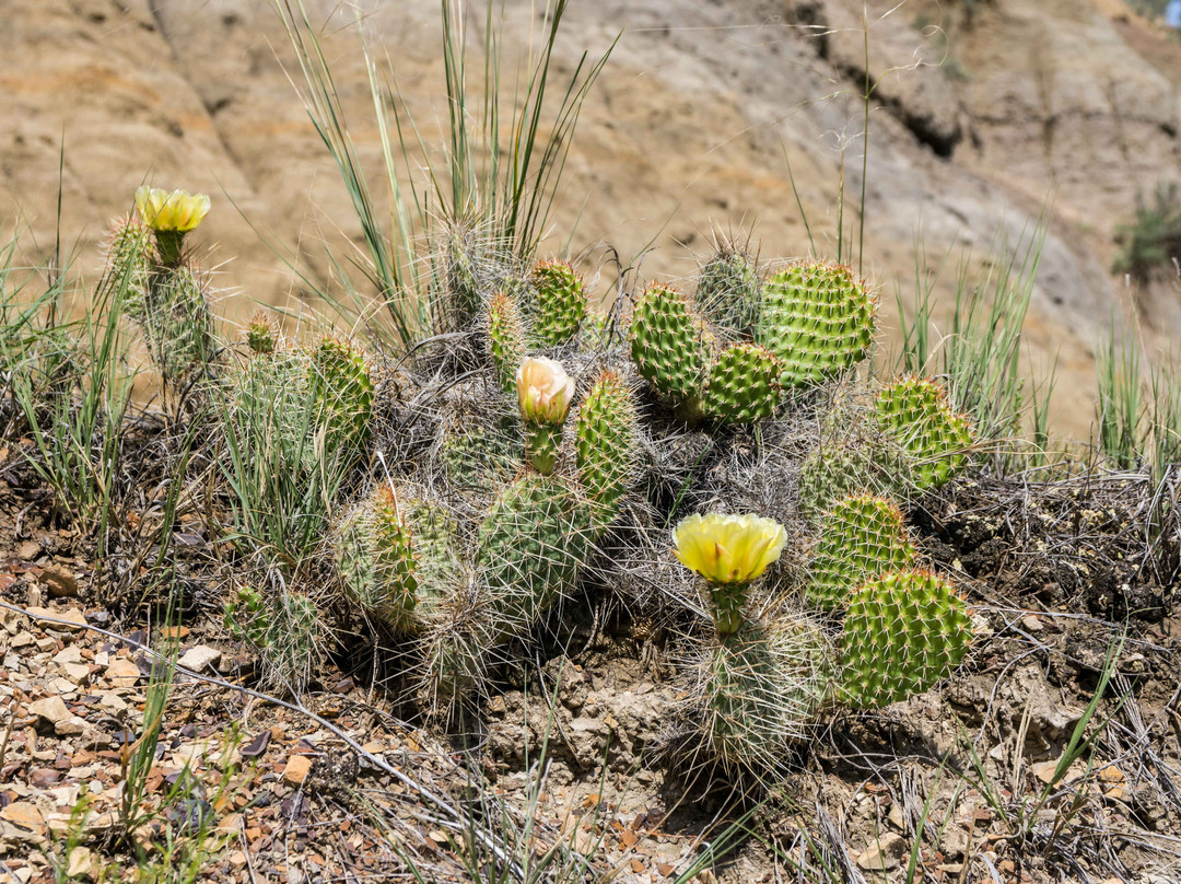 Buckhorn Trail-Theodore Roosevelt National Park必去景点
