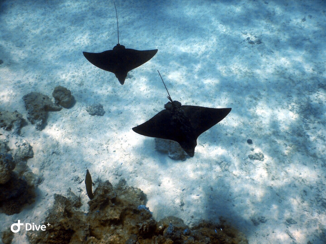 Leopard Rays Trench-波拉波拉岛必去景点