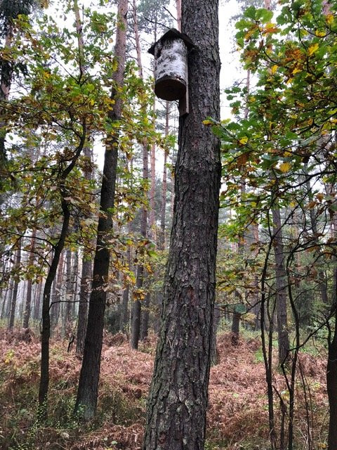 Niepołomice Forest景点图片