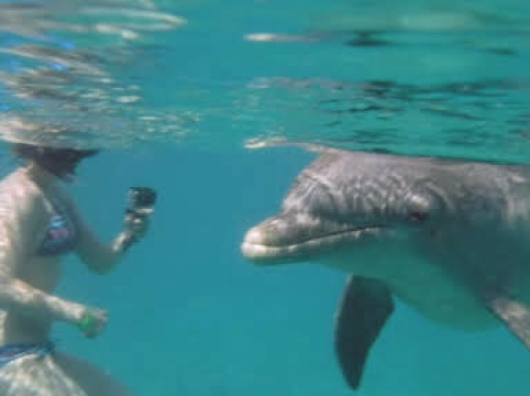 Dolphin Academy Curacao景点图片