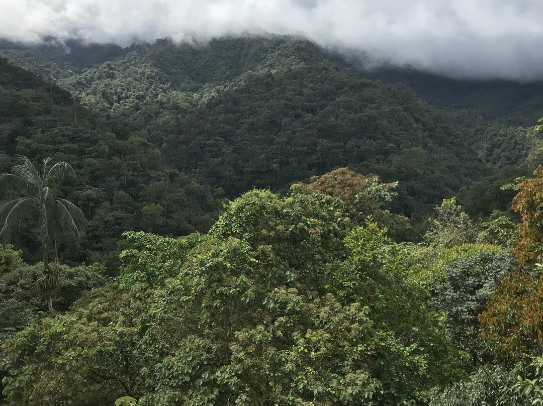 Mindo Cloud Forest Day Tours景点图片
