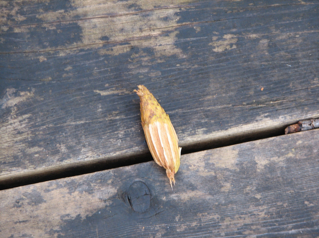 Blandford Nature Center-大急流市必去景点