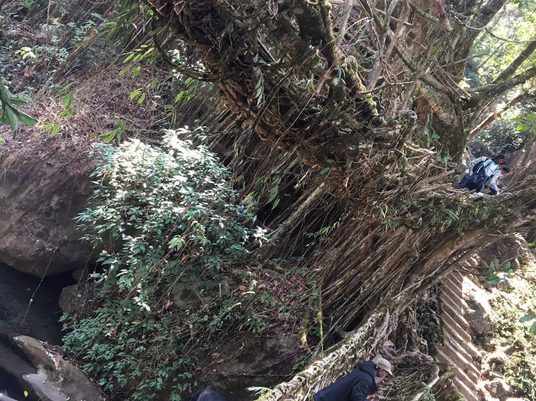 Double Decker Living Root Bridge景点图片