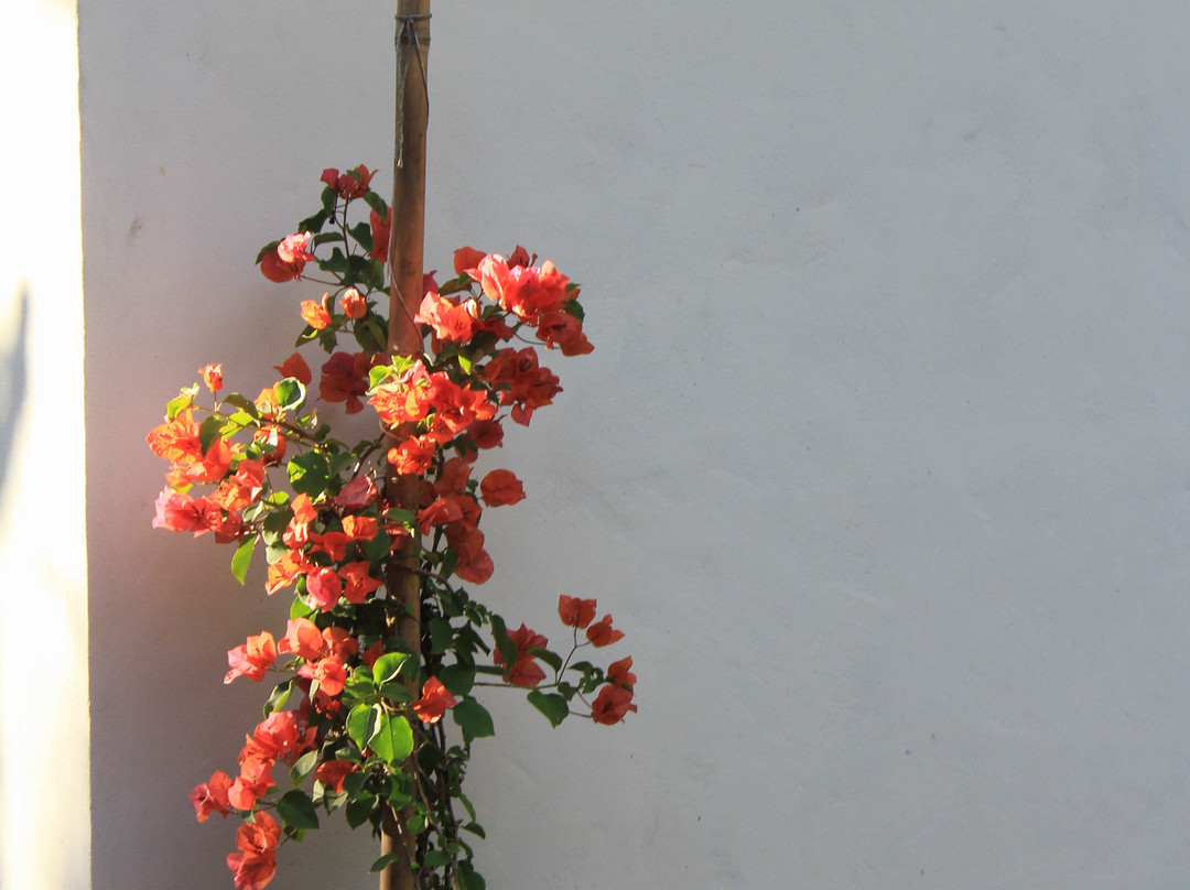 Hotel MasClara主图