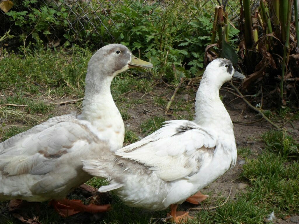 华尔道夫阿斯多利亚度假酒店主图