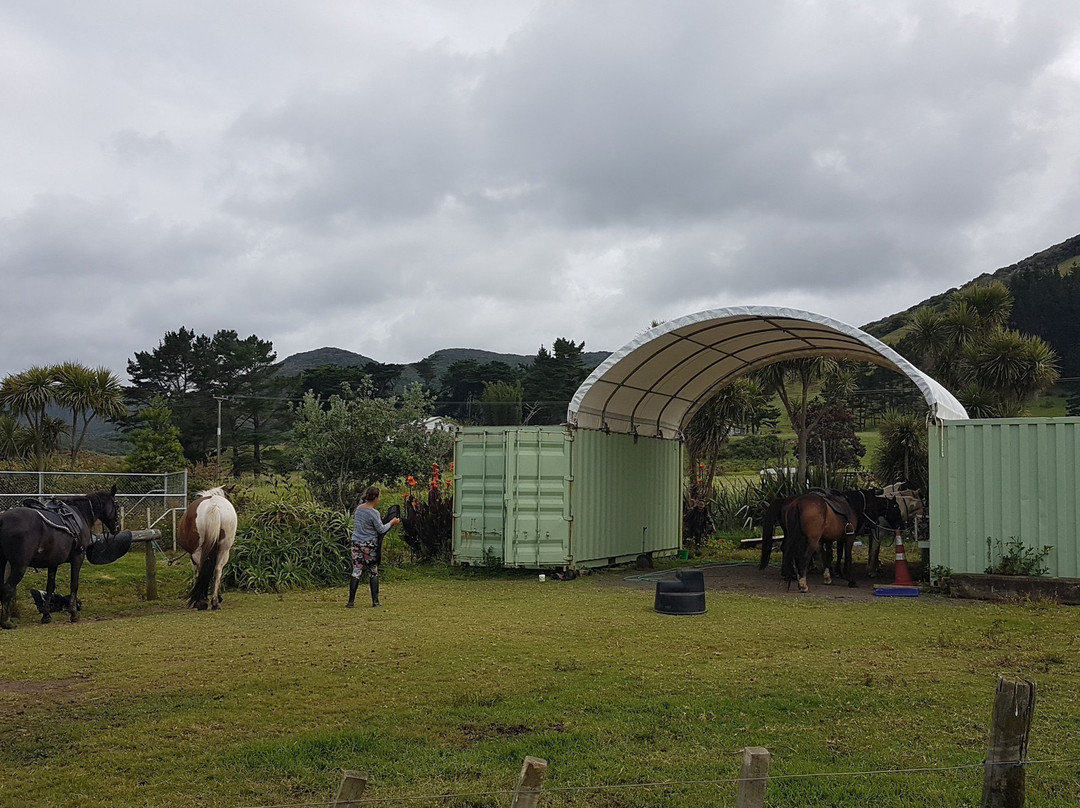 Ahipara Horse Treks-Ahipara必去景点