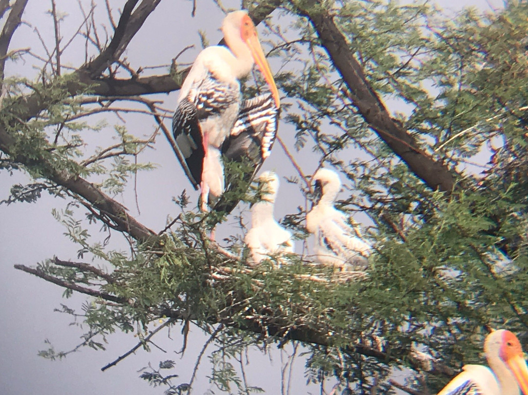 Keladevi Wildlife Sanctuary-Karauli必去景点