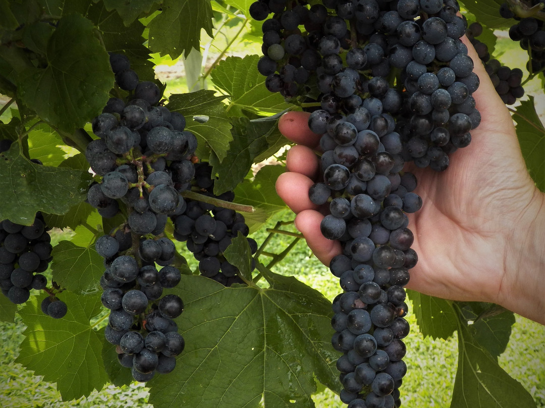 Madigan Winery景点图片