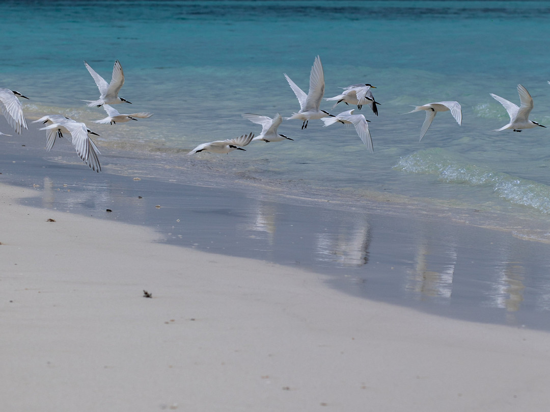蜜莉喜岛酒店住宿-South Ari Inn