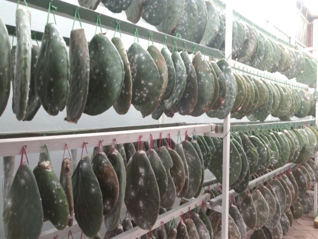 Museo Vivo de la Grana Cochinilla - Nocheztlicalli-瓦哈卡必去景点