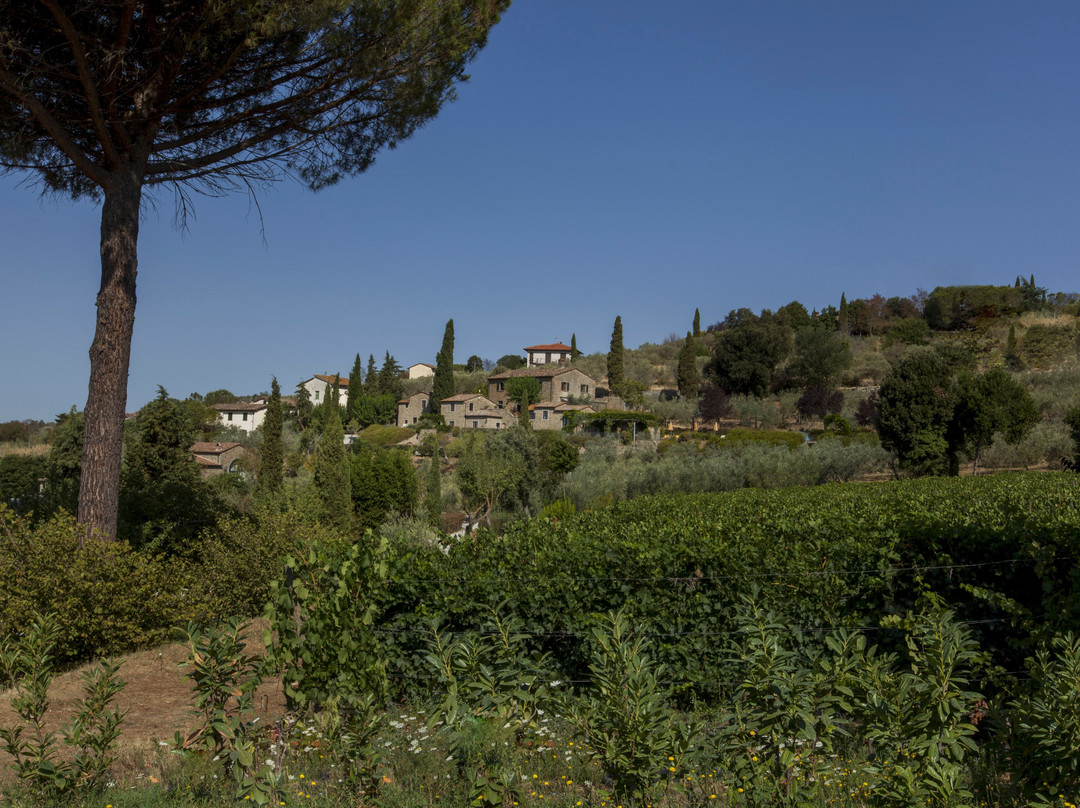 Baracchi Winery景点图片