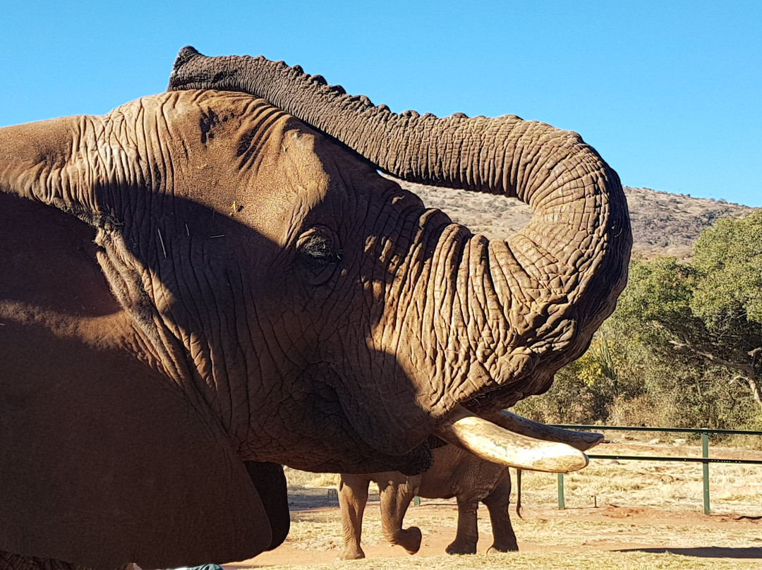 Elephant Sanctuary Hartbeesport Dam景点图片