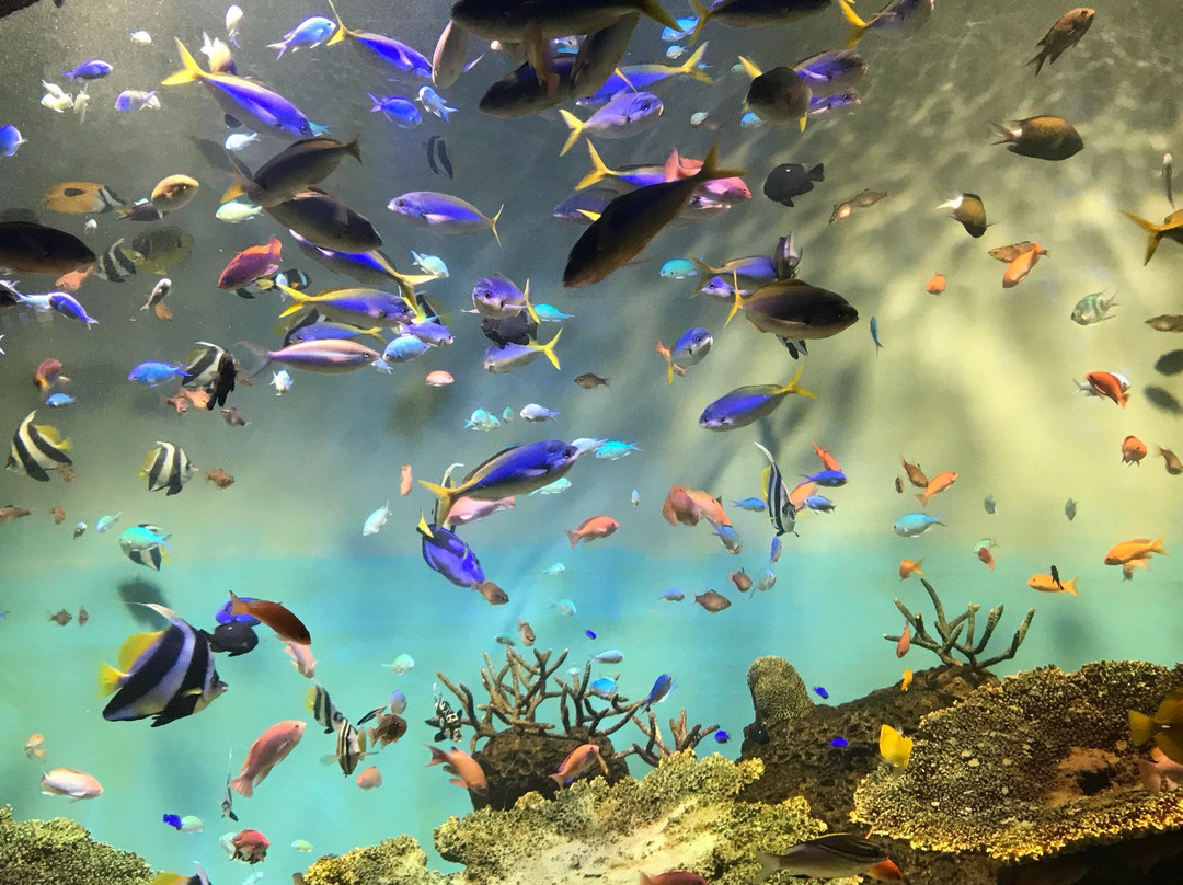 Miyajima Public Aquarium