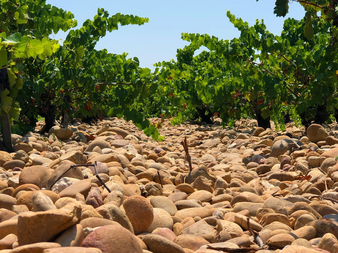 Wine in Provence景点图片