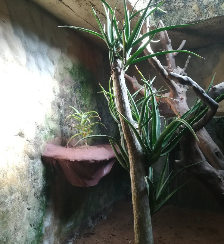 Dolphin Coast Reptile Park and Educational Centre景点图片