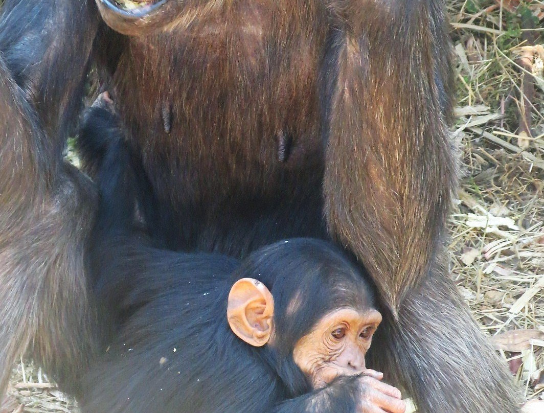 Chimfunshi Wildlife Orphanage-Chingola必去景点