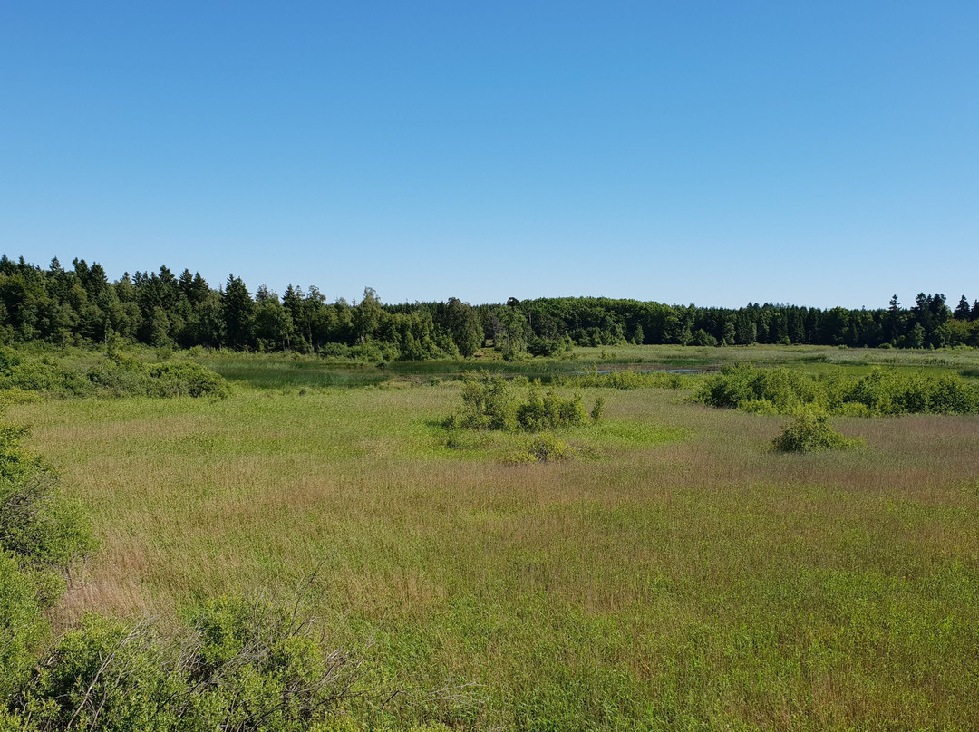 Almindingen Forest-Akirkeby必去景点