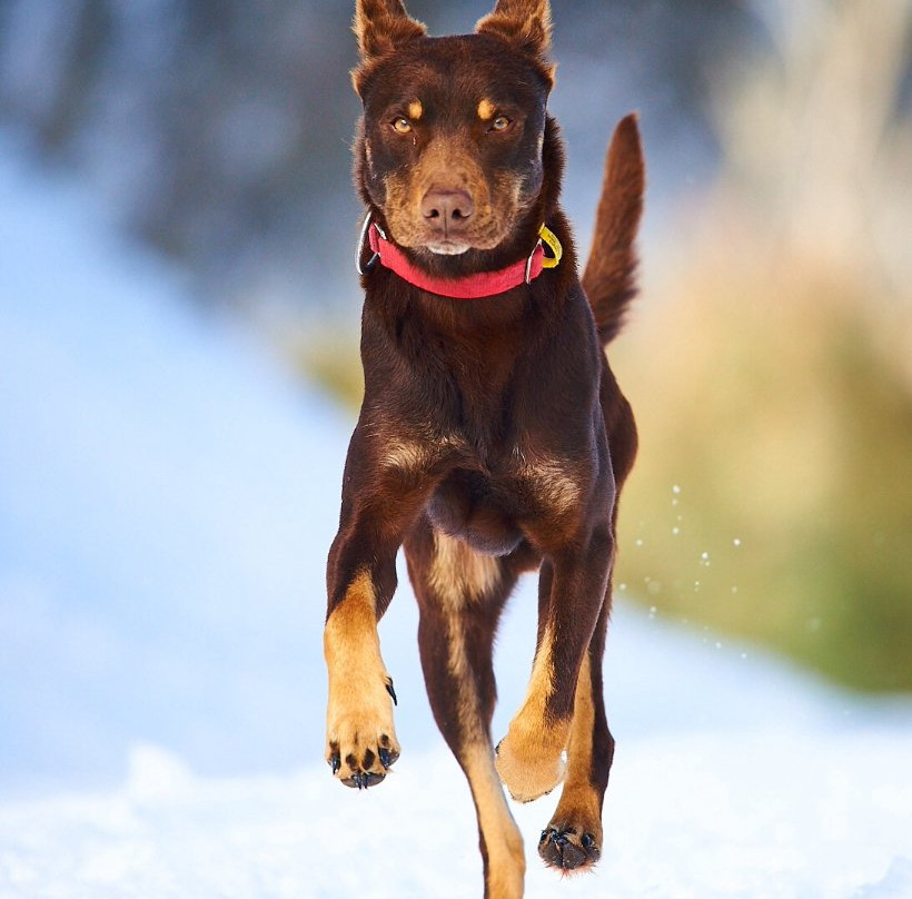 Australian Sleddog Tours-Mount Buller必去景点