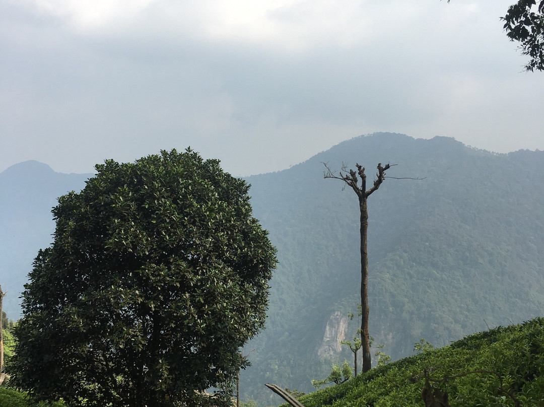 Tiger Hill Cemetery景点图片