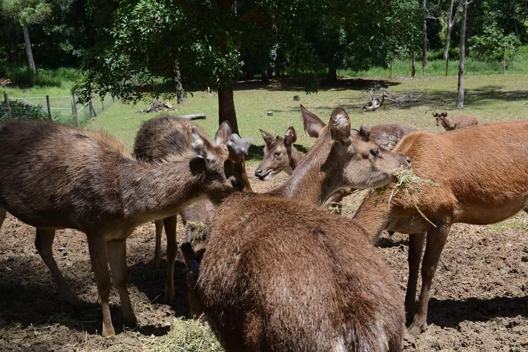 Lyell Deer Sanctuary景点图片