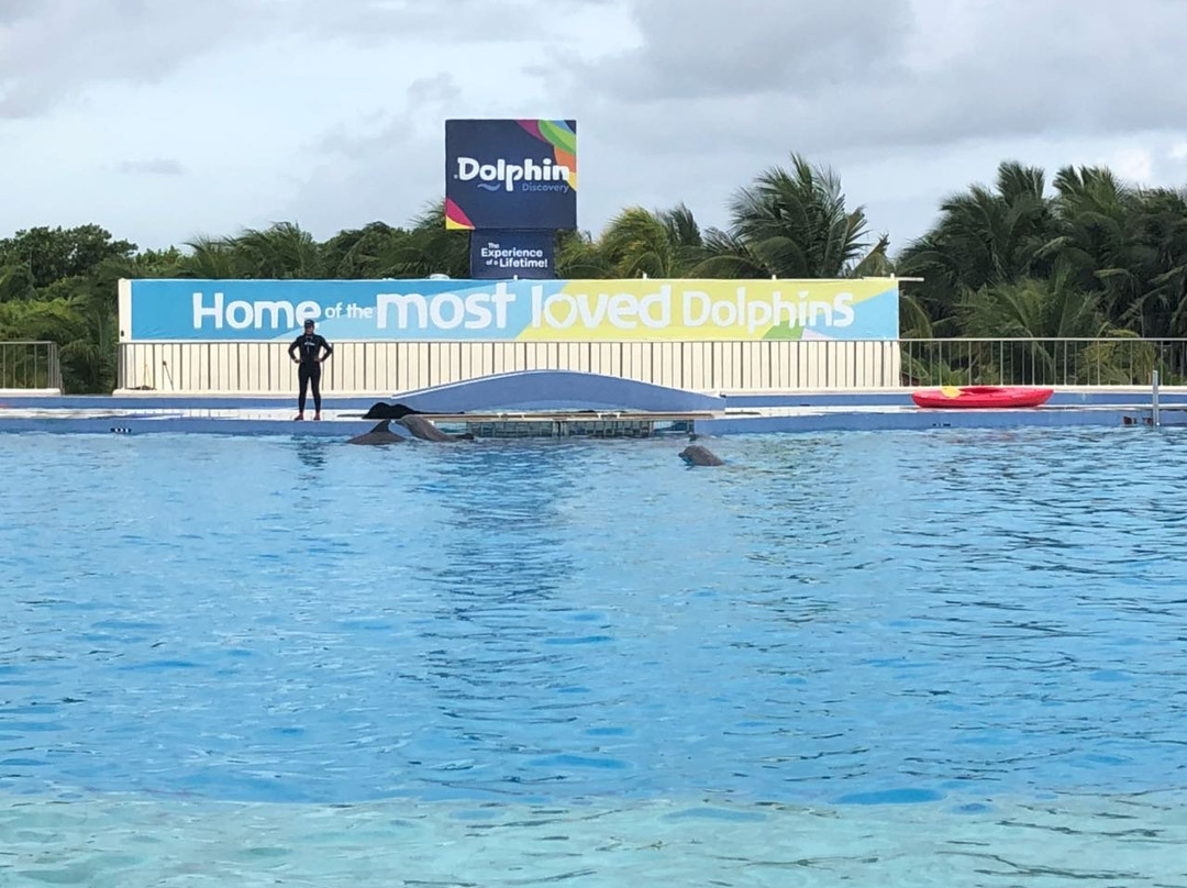 Dolphin Discovery景点图片