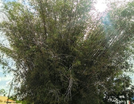 Chorozinho旅游攻略图片