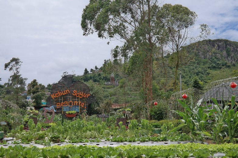 Begonia Garden景点图片