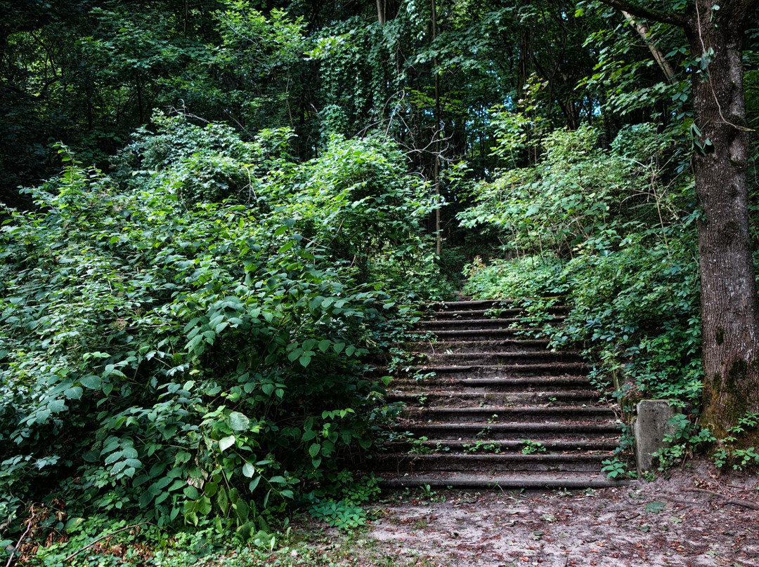 Nature Reserve Szaniawski Gorge景点图片