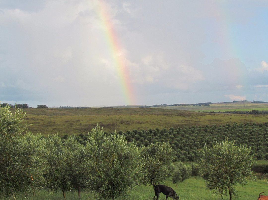 Azeites Ouro de Sant'Ana