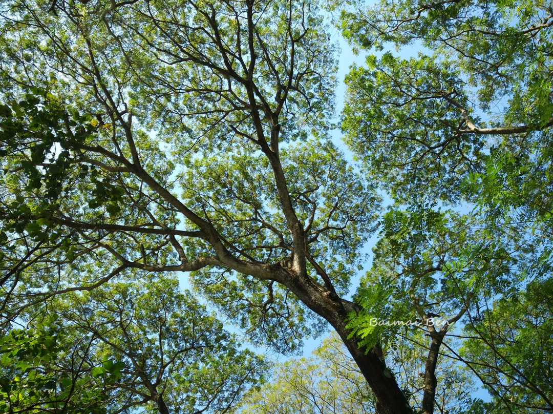 Wat Chetawan-清盛必去景点