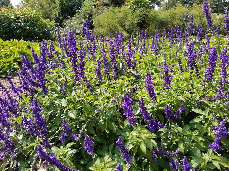 The Botanic Garden-斯蒂尔沃特必去景点