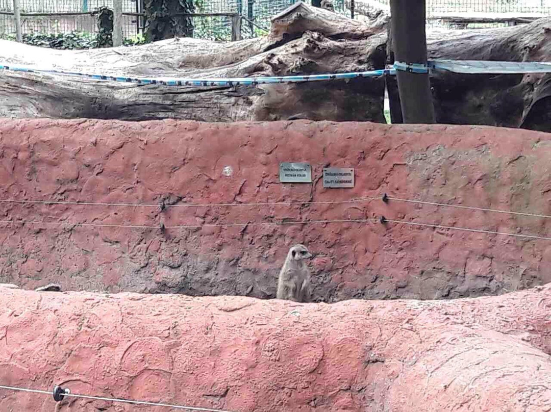 Kecskeméti Zoo景点图片