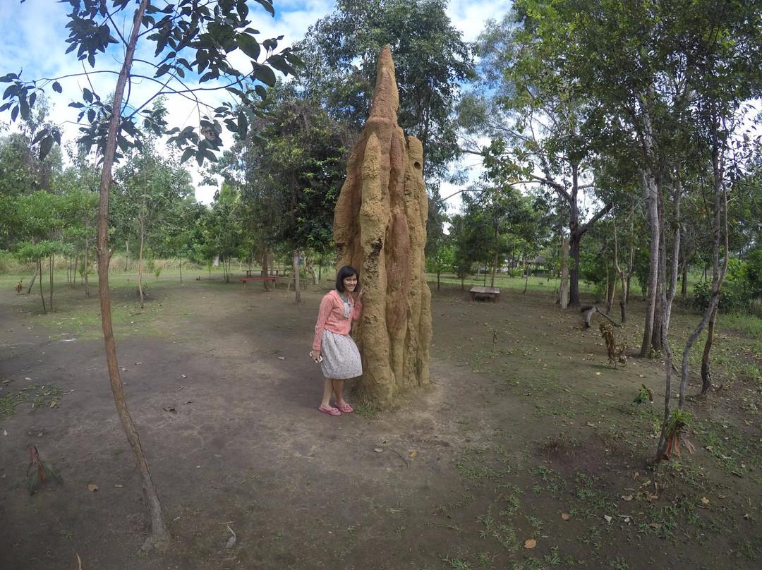 Giant Ant Nest-马老奇必去景点